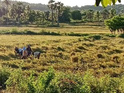 Pertalite Langka di Amfoang, Petani Tak Bisa Rontokkan Padi-Siswa Tak Sekolah