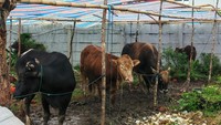 Infografis: Kisaran Harga Sapi Kurban 2026 di Makassar