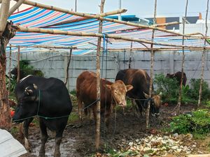 Harga Sapi Kurban 2026 Terbaru di Makassar, Lengkap Berbagai Jenis-Bobotnya