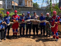 Ular Sanca 5 Meter Nongol di Pekarangan Rumah Warga Maros, Damkar Evakuasi