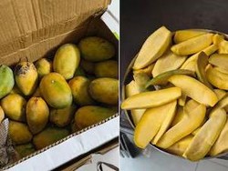 Zonk! Mangga Organik Rp 300 Ribu Ini Ternyata Rasanya Hambar