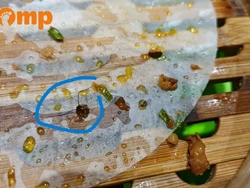 Jijik! Di dalam Bakpao Babi Ini Ada Isian Kepala Kecoak