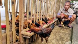 Budidaya Ayam Sengkuni Kian Diminati Masyarakat Desa di Ponorogo