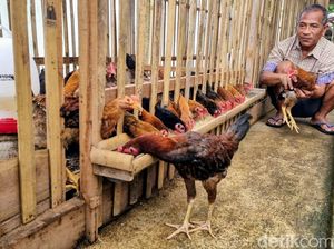 Budidaya Ayam Sengkuni Kian Diminati Masyarakat Desa di Ponorogo