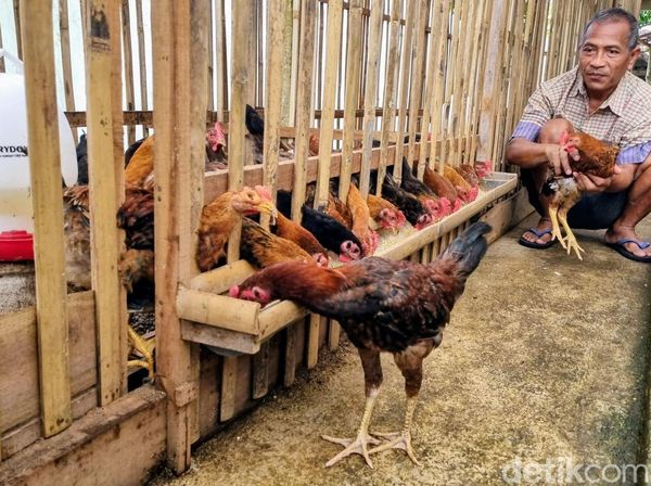 Budidaya Ayam Sengkuni Kian Diminati Masyarakat Desa di Ponorogo