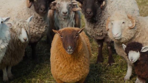 Film The Sheep Detectives (2026). (Amazon MGM Studios)