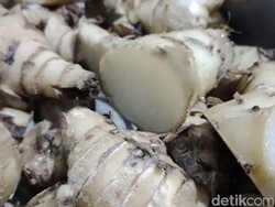 Mengenal Ganyol, Pangan Langka Sumedang yang Kaya Manfaat