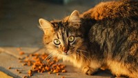 Detik-detik Kucing di Bekasi Diambil Tukang Mi Ayam Dimasukkan ke Laci