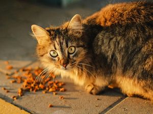 Berapa Hari Kucing Bisa Bertahan Hidup Tanpa Makan dan Minum? Cek Faktanya!