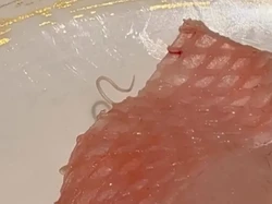 Jijik! Pelanggan Ini Temukan Cacing Hidup di Menu Sashimi