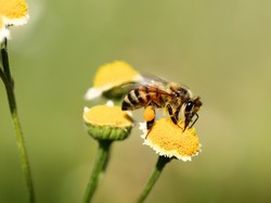 Daftar Fauna dan Flora Identitas 35 Kabupaten-Kota Jawa Tengah, Solo Apa?
