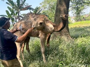 Melihat Perternakan di Mojokerto Budidaya Unta