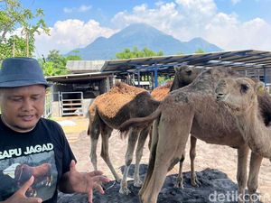 Video: Peternak di Mojokerto Kembangkan Unta untuk Kurban Idul Adha