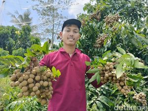 Cuan Ratusan Juta dari Manisnya Budidaya Kelengkeng di Lumajang