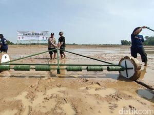 Terapkan PM-AAS, Produksi Padi di Indramayu Dibidik 10 Ton/Hektare