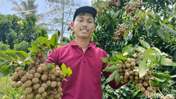 Potret Sodri Menanam Kelengkeng hingga Beromzet Ratusan Juta