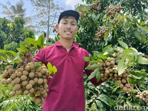 Potret Sodri Menanam Kelengkeng hingga Beromzet Ratusan Juta