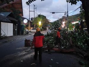 Diduga Diseruduk Truk, Pohon Ketapang Tumbang di Jalan Amlapura-Denpasar