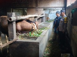 Polisi Bojonegoro Intensif Cegah PMK dan Pencurian Sapi Jelang Idul Adha