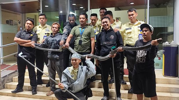 Proses pemindahan king cobra dari instansi BRIN Tangsel (dok. Istimewa)