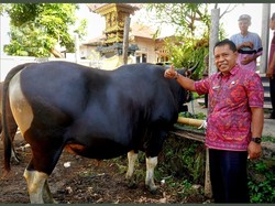 Prabowo Beli Sapi Jumbo 868 Kg dari Peternak Buleleng, Harganya Rp 162 Juta