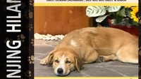 Tolong! Anjing Miu Hilang di CFD Solo, Ada Imbalan Uang Bagi yang Menemukan