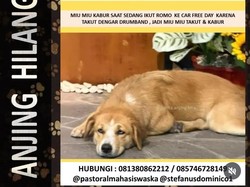 Tolong! Anjing Miu Hilang di CFD Solo, Ada Imbalan Uang Bagi yang Menemukan