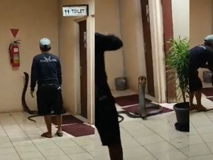 Menegangkan! Detik-detik King Cobra 4 Meter Dievakuasi dari Kantor BRIN Tangsel