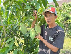 Usai Kelengkeng, Yulianto Kembangkan Kebun Mangga Jumbo di Sidoarjo