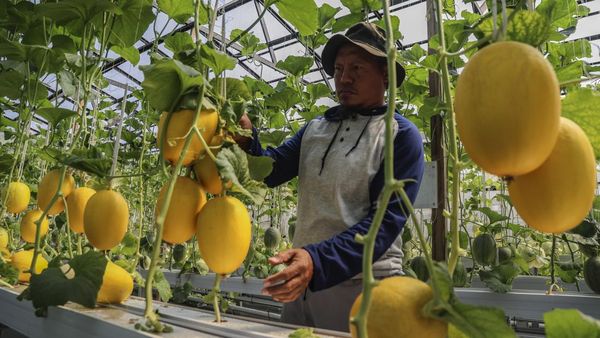 Melon Hidroponik Tumbuh Subur, Panen 300 Kg dari Lahan 180 Meter