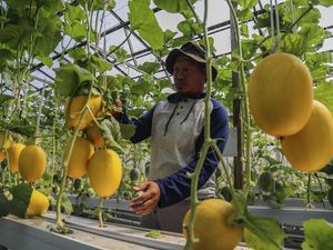 Melon Hidroponik Tumbuh Subur, Panen 300 Kg dari Lahan 180 Meter