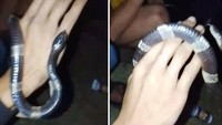 Candaan Pria Bogor Mainkan Ular Weling di Tongkrongan Berujung Kematian