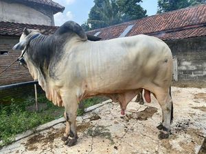 Presiden Prabowo Bakal Kurban Sapi 930 Kg di Masjid Raya Klaten