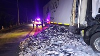 Tronton Angkut Tuna Seruduk Truk di Grobogan, Muatan Ikan Tumpah di Jalan