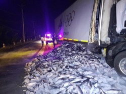 Tronton Angkut Tuna Seruduk Truk di Grobogan, Muatan Ikan Tumpah di Jalan