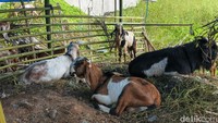 Jenis Kambing Kurban 2026 yang Dijual di Makassar, Mulai Kacang-Benggala