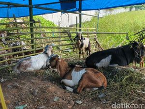 Harga Kambing Kurban 2026 Terbaru di Makassar, Cek Kisarannya di Sini!