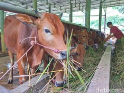 Cerita Peternak Bandung Kewalahan Penuhi Pesanan Sapi Kurban