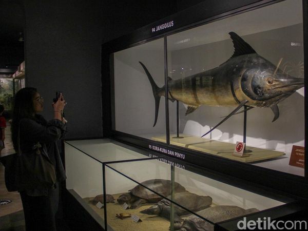 Berjumpa Paus Raksasa-Serangga Langka di Museum Zoologi Kebun Raya Bogor