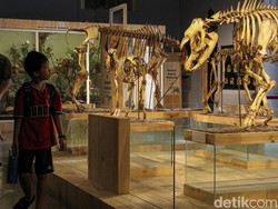 Kasuari-Ikan Kerapu Raksasa di Museum Zoologi Bogor Awet Ratusan Tahun, Ini Rahasianya