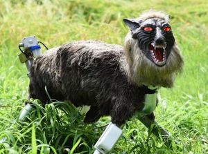 Serangan Beruang Meningkat, Robot Serigala Laris di Jepang