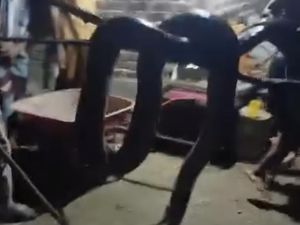 Ular Piton 7,5 Meter Berkeliaran di Permukiman Warga Buton Langsung Ditebas