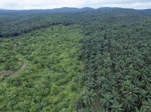 Susut Puluhan Juta Ha, Profesor IPB Soroti Jasa Hutan yang Dianggap Gratis