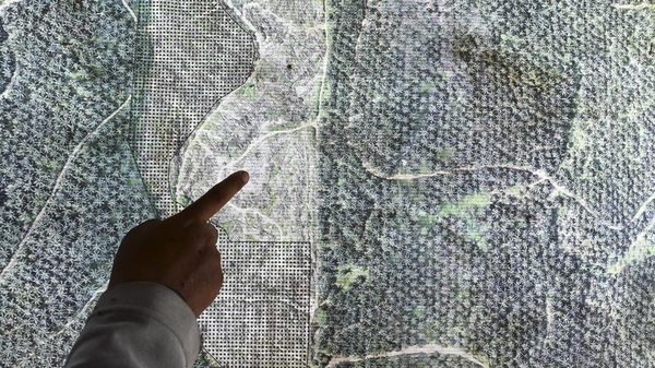 Ironi TWA Bukit Tambi, Kawasan Konservasi di Jambi Dipenuhi Kebun Sawit