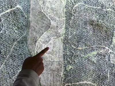 Ironi TWA Bukit Tambi, Kawasan Konservasi di Jambi Dipenuhi Kebun Sawit