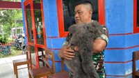 Owa Jawa Ngamuk di Cisarua KBB, Peliharaan Warga yang Kabur dari Kandang