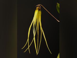 Mengenal Bulbophyllum thiurum, Temuan Anggrek Baru di Kalimantan