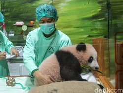 Bayi Panda Pertama di Indonesia Tumbuh Sehat dan Makin Menggemaskan