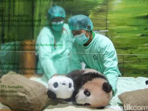 Gemas, Panda Satrio Bisa Dijenguk Akhir Bulan Ini
