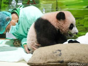Dari Pink ke Gemoy, Perkembangan Terbaru Bayi Panda Rio di Taman Safari